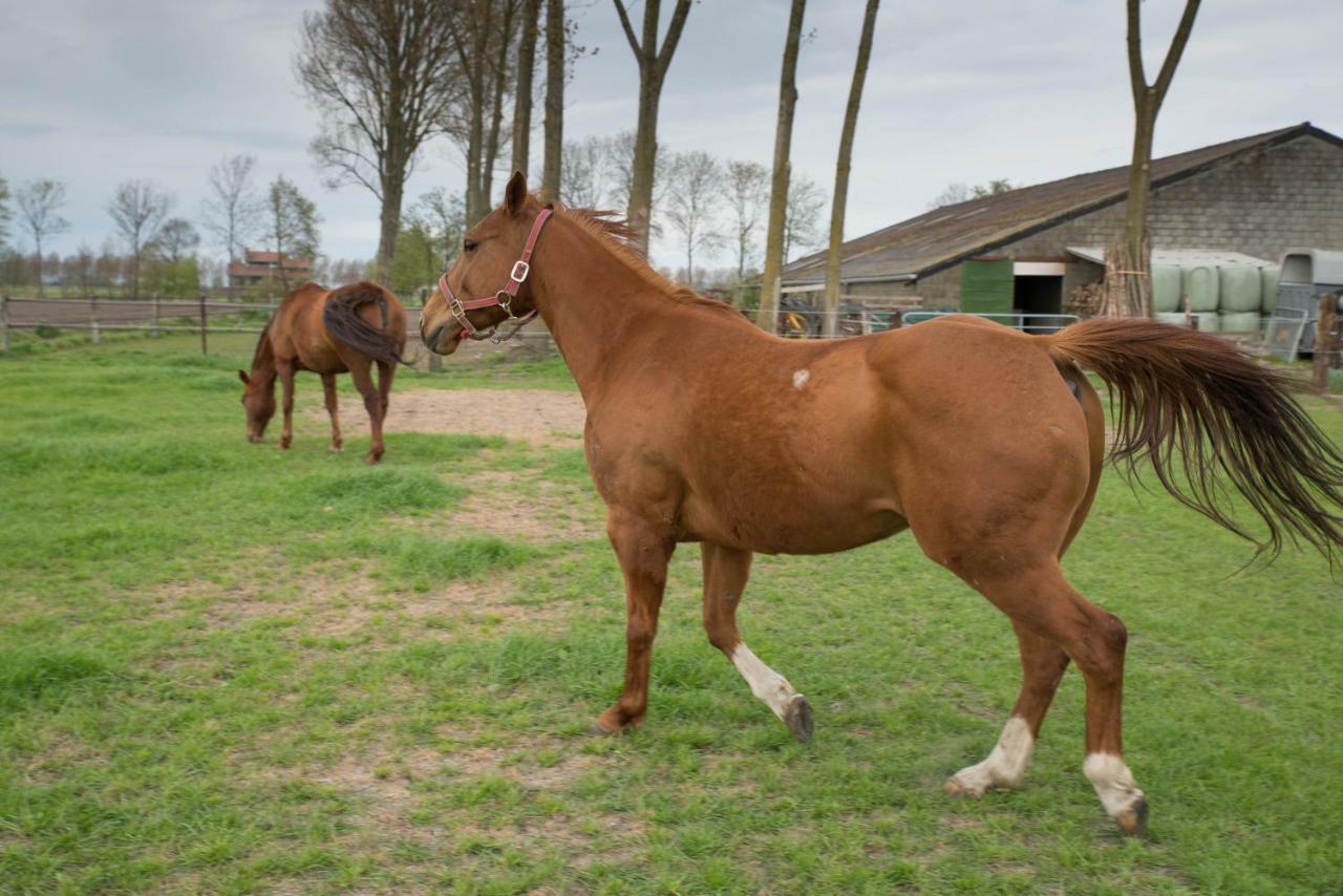 Вілла Boeren Biezen Bed Landelijk Екстер'єр фото
