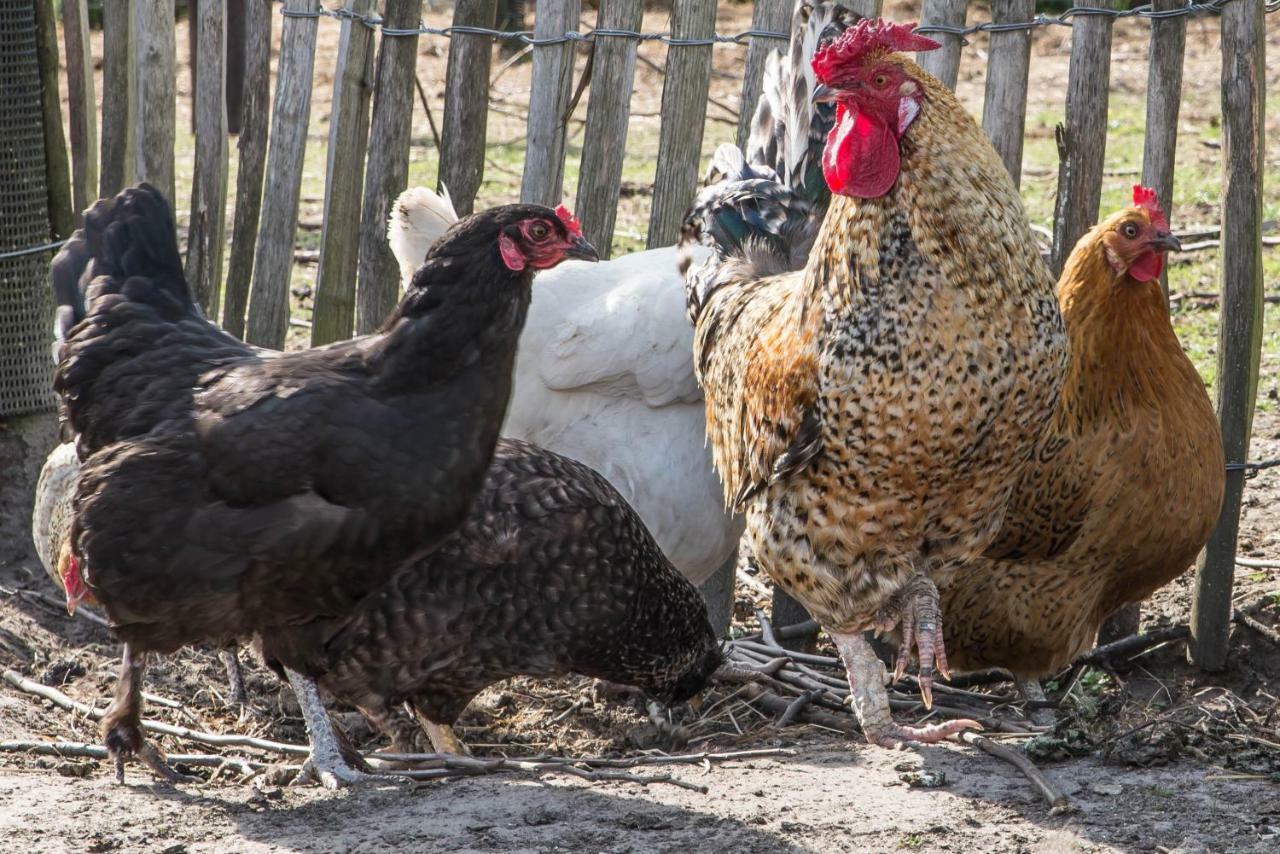 Вілла Boeren Biezen Bed Landelijk Екстер'єр фото
